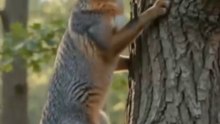 Gray Fox Can Climb Trees | Amazing Wildlife Fact