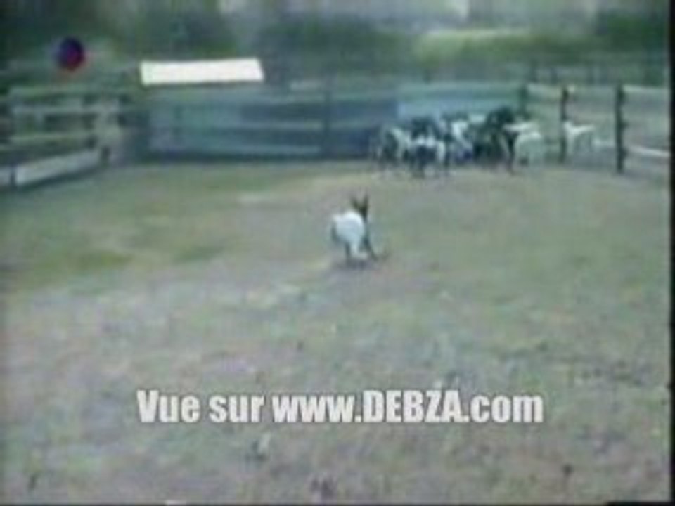 Chèvre con ! xpdr