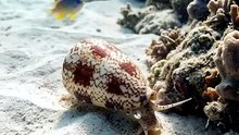 🐚☠️🌊 The ocean's deadliest snail may look completely harmless.