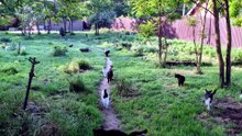 A happy cat shelter