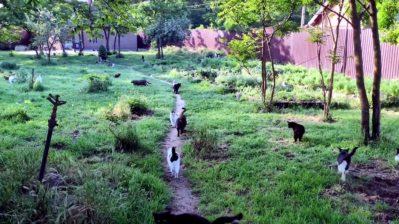 A happy cat shelter