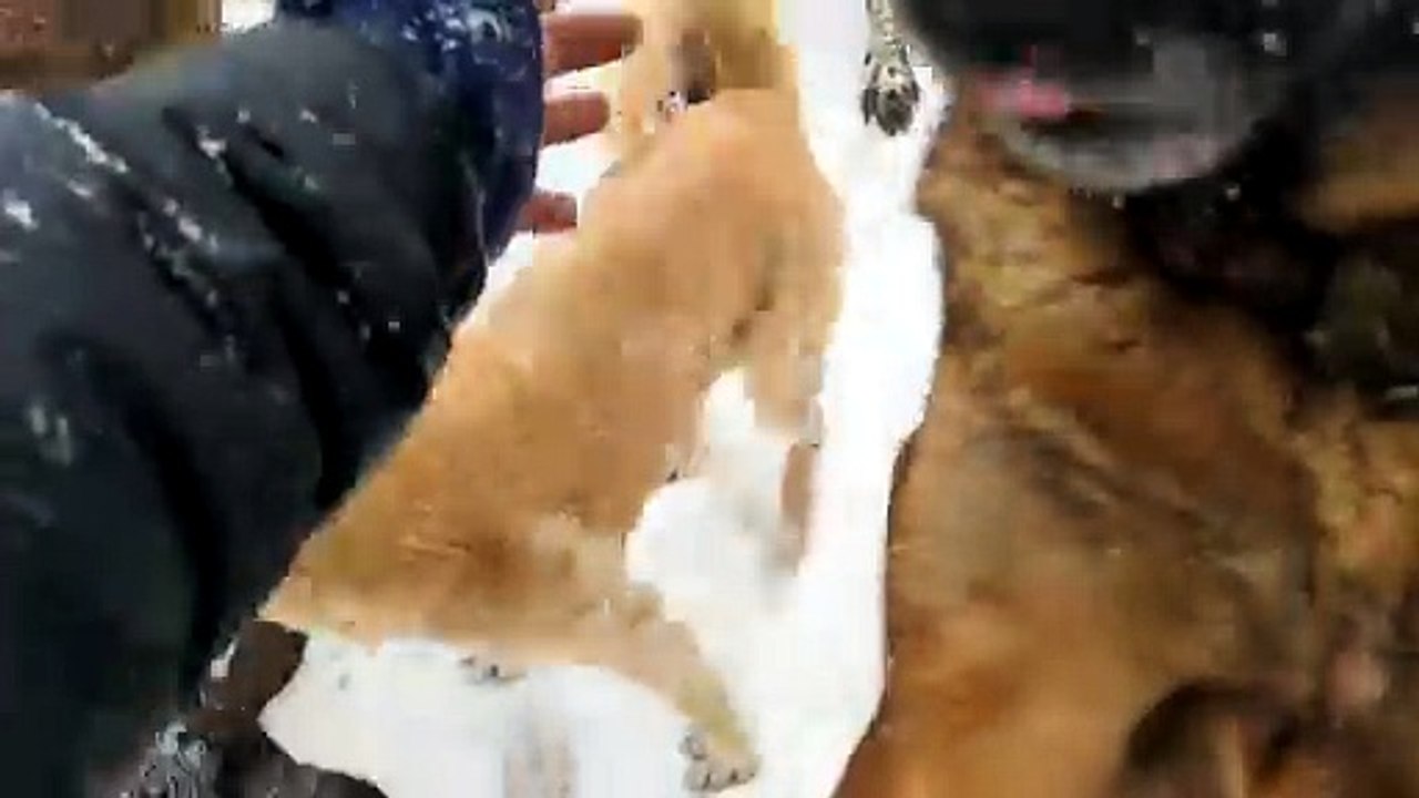 89 dogs and a snow storm