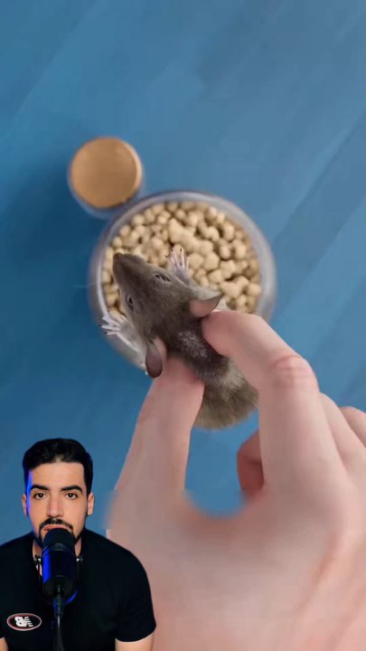 Si vous placer un rat