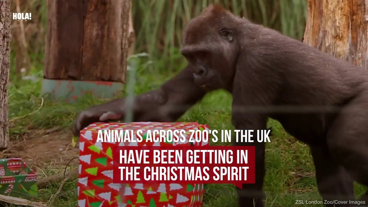 Animals get into the Holiday spirit!