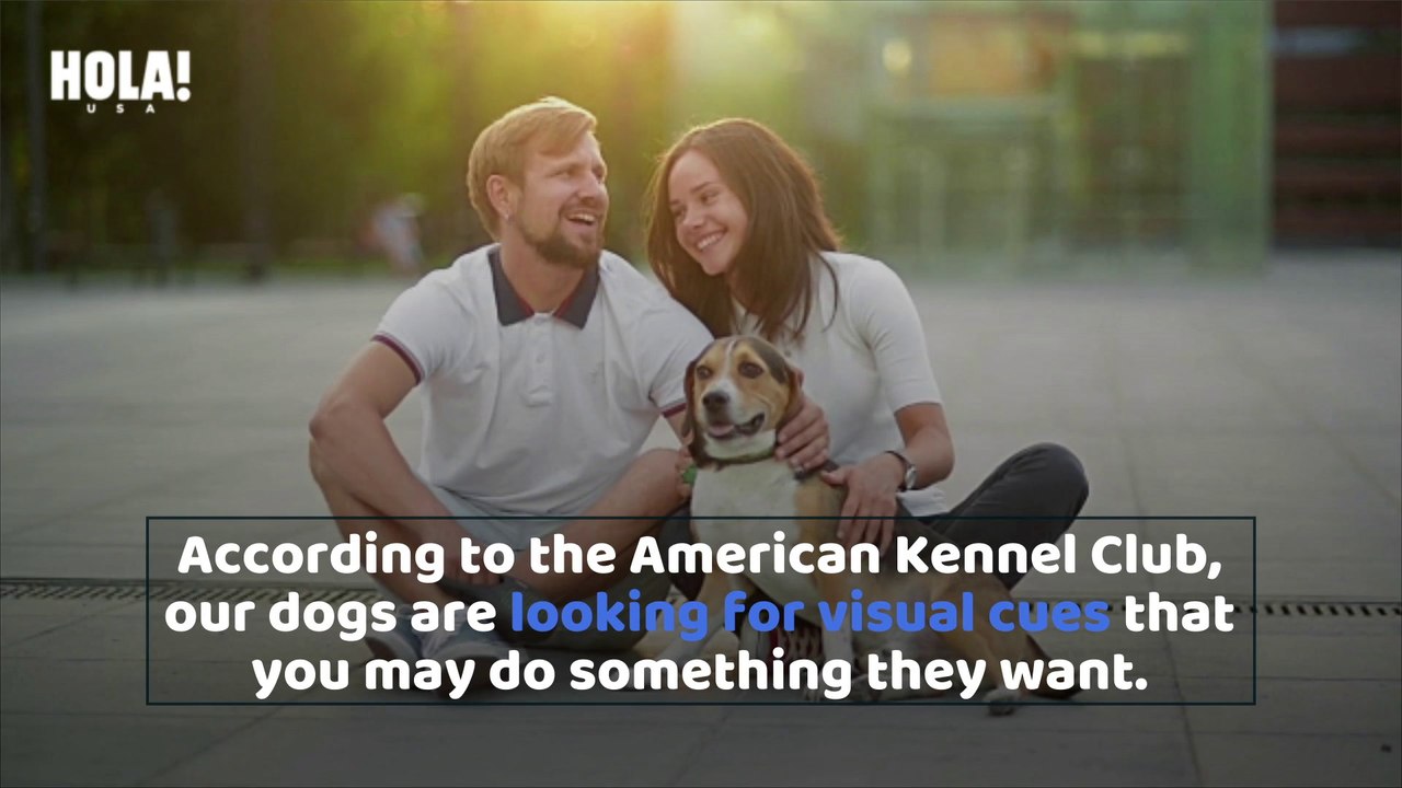 Dog behavior: Why is your dog staring at you?