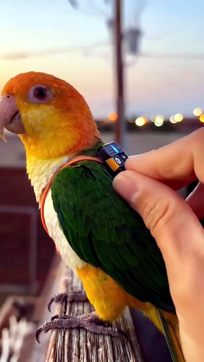 GoPro- A birds-eye view #parrot #birds #gopro #...