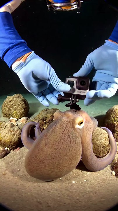 POV- I found the octopus party #octopus #octopus🐙 #pov #gopro #party.mp4