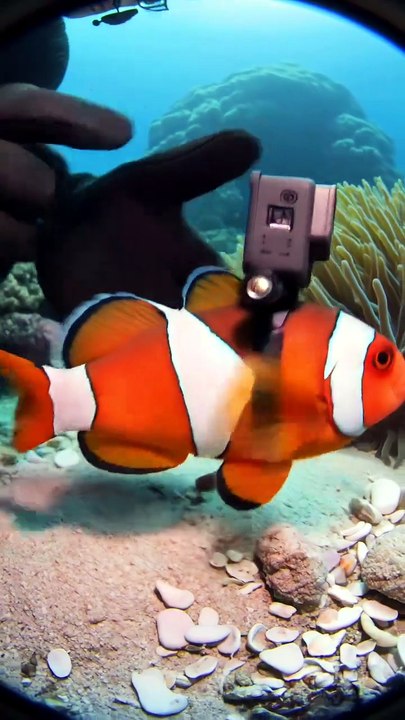 GoPro POV- I found the clownfish den 🤡 #clownfi...