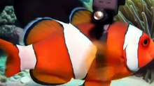 GoPro POV- I found the clownfish den 🤡 #clownfish #fish #pov #gopro #party