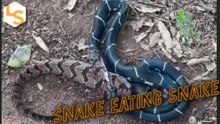 It’s A Snake Eat Snake World Out There
