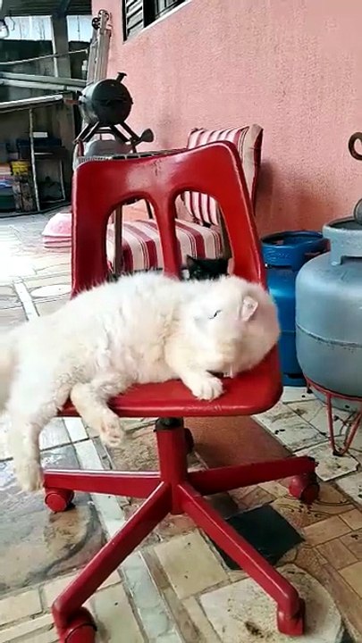 o pretinho tá só de boa kkk
