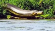 A MAIOR COBRA DO MUNDO ENGOLE A PRESA TODA 🐍