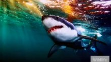 Caught Underwater! A Shocking Shark Encounter! 🎥🦈