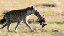 Wait Until You See What Happens at the End! 😳🐅