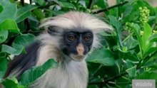 This Animal’s Reaction Left Everyone Speechless! 😳🐒