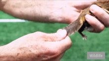 One Tiny Baby… One Incredible Rescue! 🥹🐾