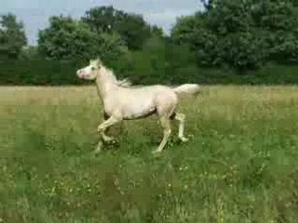 Cheval Pie Palomino Ovéro à vendre sur EQUIRODI