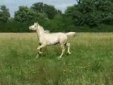 Cheval Pie Palomino Ovéro à vendre sur EQUIRODI