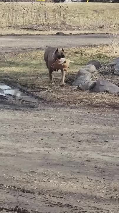 Dog Carries Chicken Back To Safety