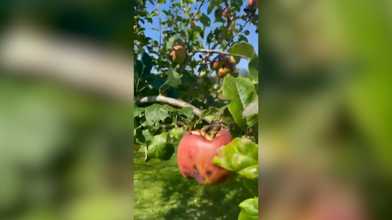 Victoria Beckham showcases her sprawling garden and orchard