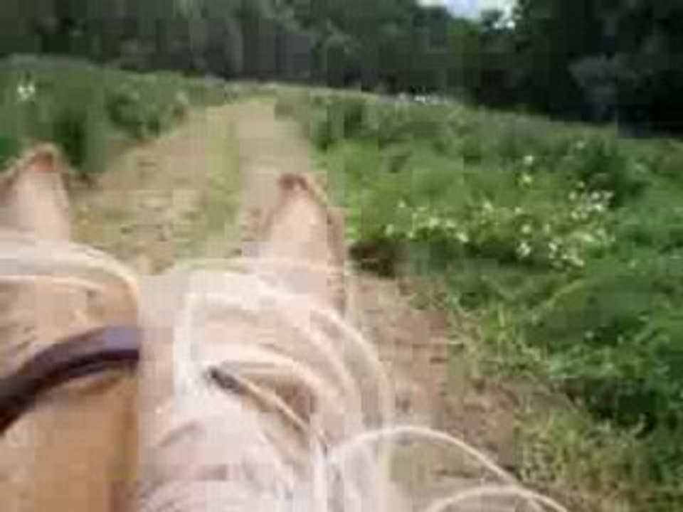 Lise et Audrey à cheval au galop 2