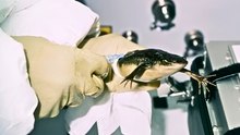 Meet the 13 Exotic Animals That Journeyed to Space
