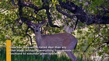 A closer look at the state with 5 million deer and its wildlife boom