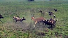 Breathtaking Safari Video Of An African Wild Dog Pack Swarming An Antelope On Open Plains