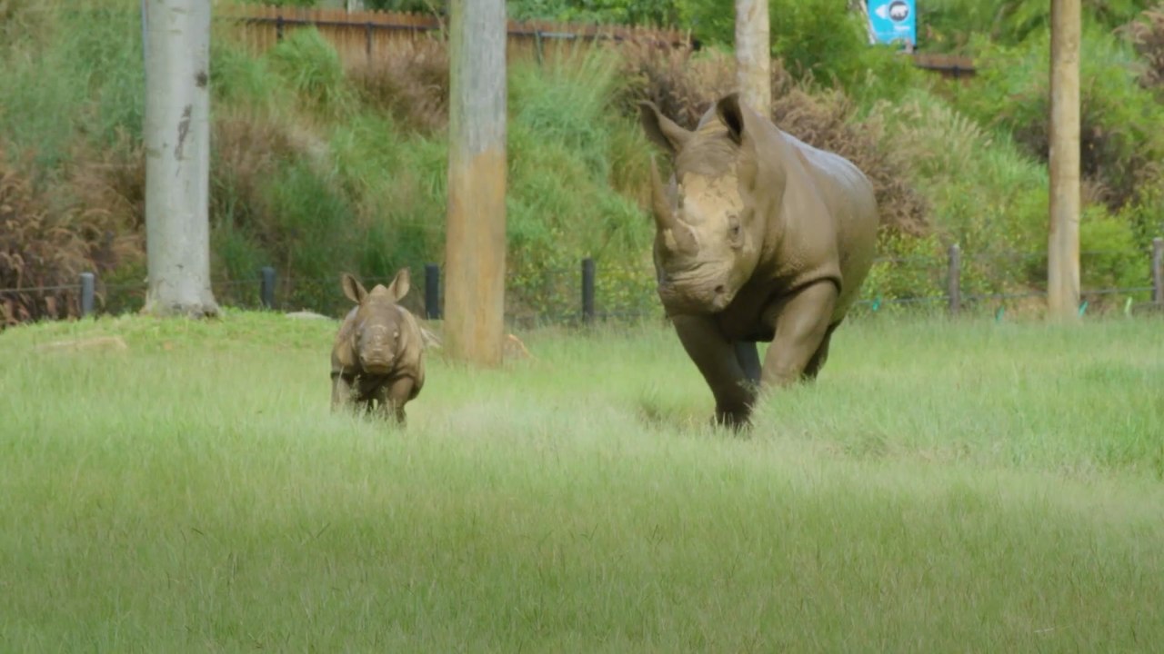 Bindi Irwin reveals new family member DJ the rhino - video Dailymotion