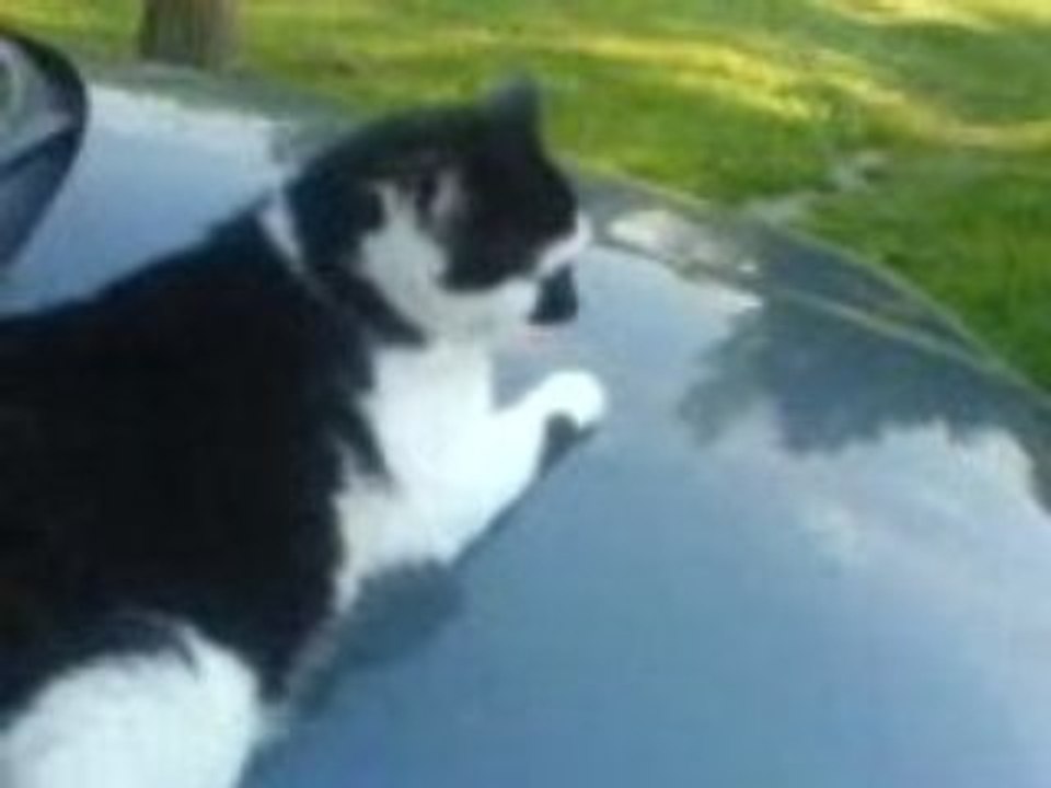tite blag au chat