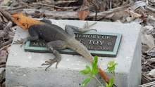 Florida's orange invasive lizard: could it cross state borders?