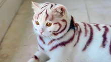 Costliest Cat Breeds to Insure: Is Yours on the List?