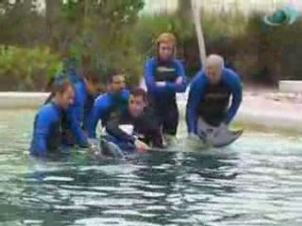 Net Managers 2008: Entretien avec un dauphin