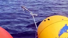 Two whales freed from fishing nets near Gold Coast