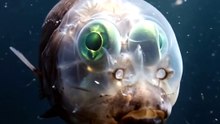 The Fish With a See-Through Head | Barreleye Fish | Deep Wildlife