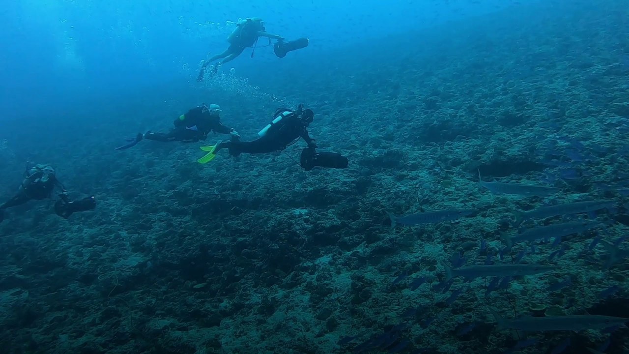 I scootered head-first into hundreds of sharks on a scuba diving trip in the Maldives – and this was my reaction afterwards