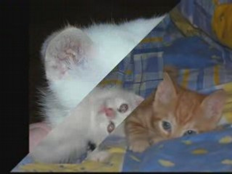 Blanche et ses bb