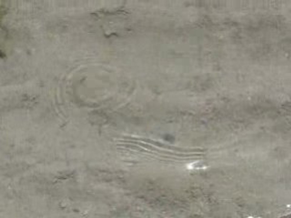 Petits poissons à la plage