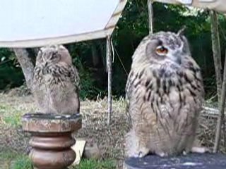 Hibou grand duc (tournoi chevalerie Filain)