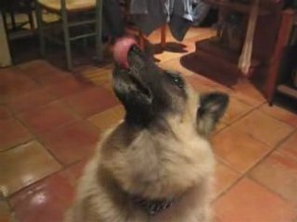 Comment rendre un chien fou