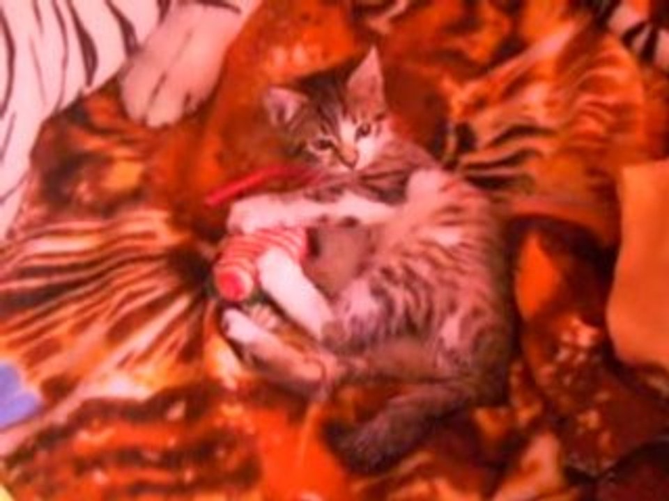 ti chaton