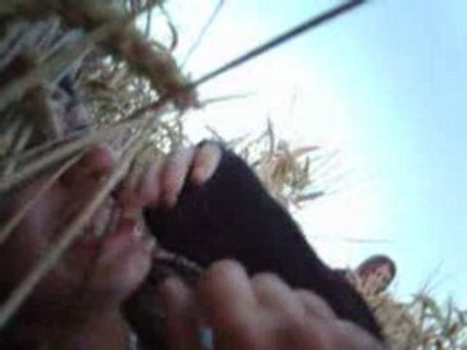 Course dans les champs de blés  x)