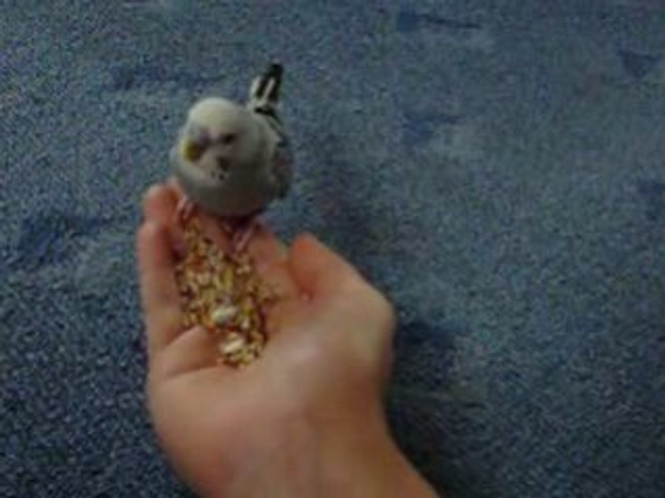 pipo2