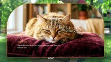 If Your Cat Stopped Sleeping With You, Don't Ignore This
