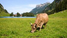 Seealpsee Switzerland: A Jaw-Dropping Alpine Lake Experience