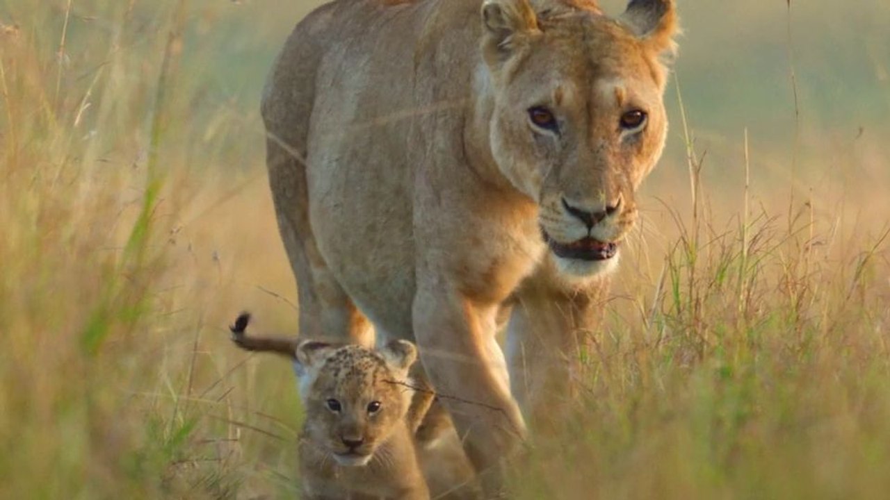 Lion – Die Löwen-Saga Trailer DF