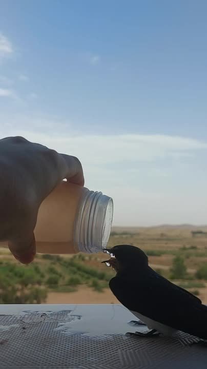 Thirsty Bird Finds Help at Good Samaritan's Window on Scorching Day