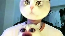 Best Moment Filtered Cats 😸😸😸