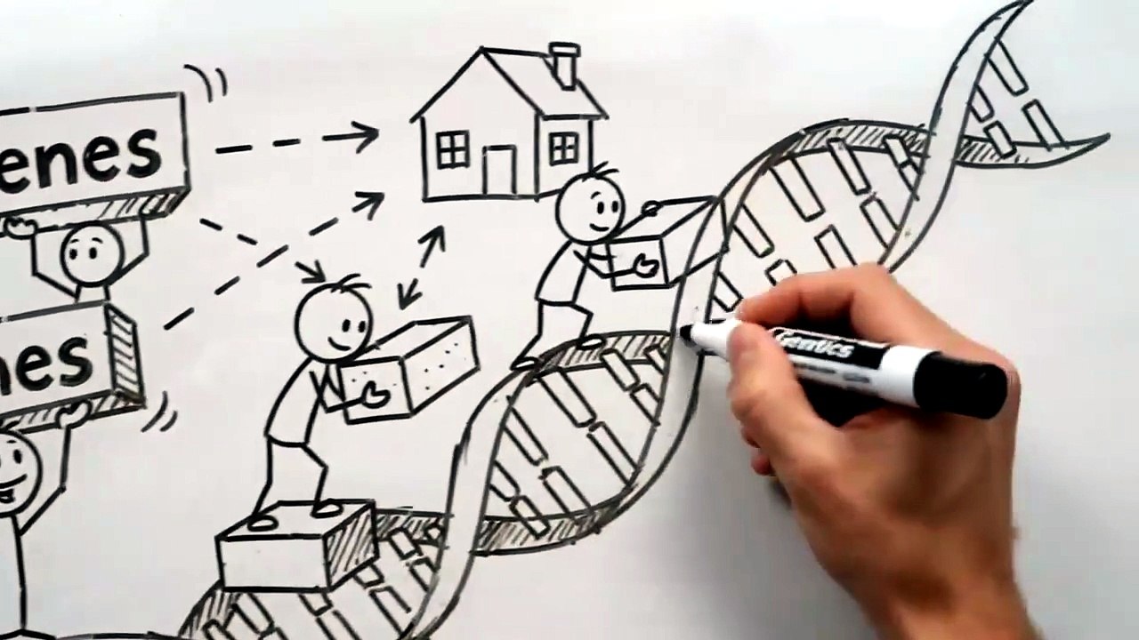 Why Tall Parents Have Short Kids? The Science E...