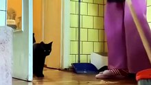 Best Moment Funny Cat 😺😺😺